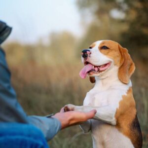 Corretta Gestione del Cane [Marcallo]